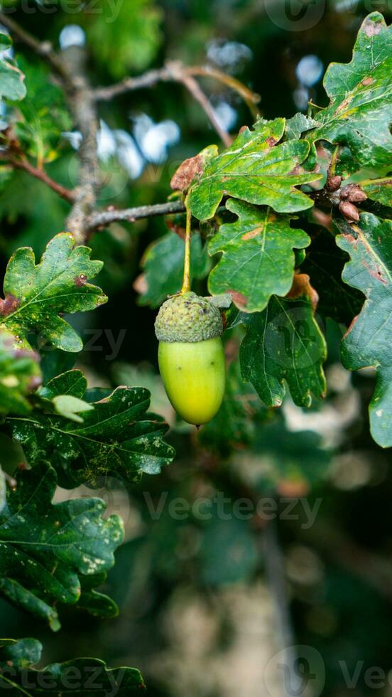 Detailed Macro Shot of European Oak Leaf and Acorn photo