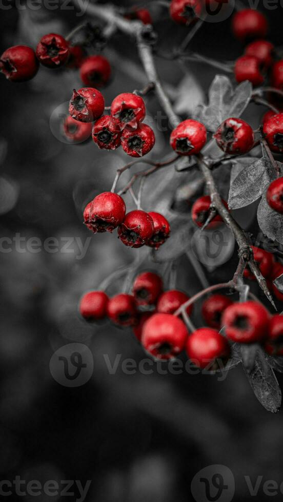 Macro Closeup of Ripe Hawthorn Berries in Autumn photo