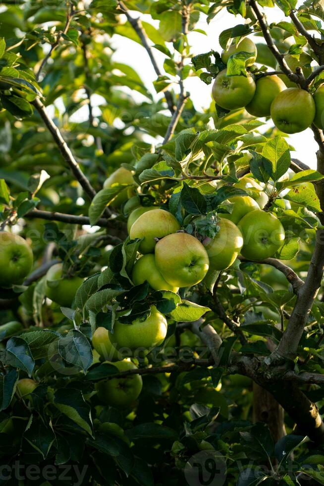 manzanas verdes en la rama de un árbol foto