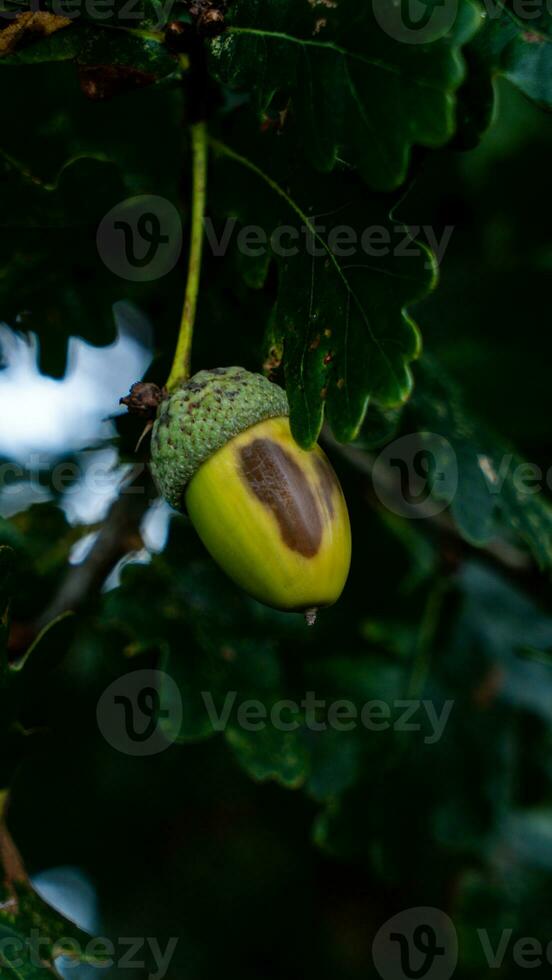 Detailed Macro Shot of European Oak Leaf and Acorn photo