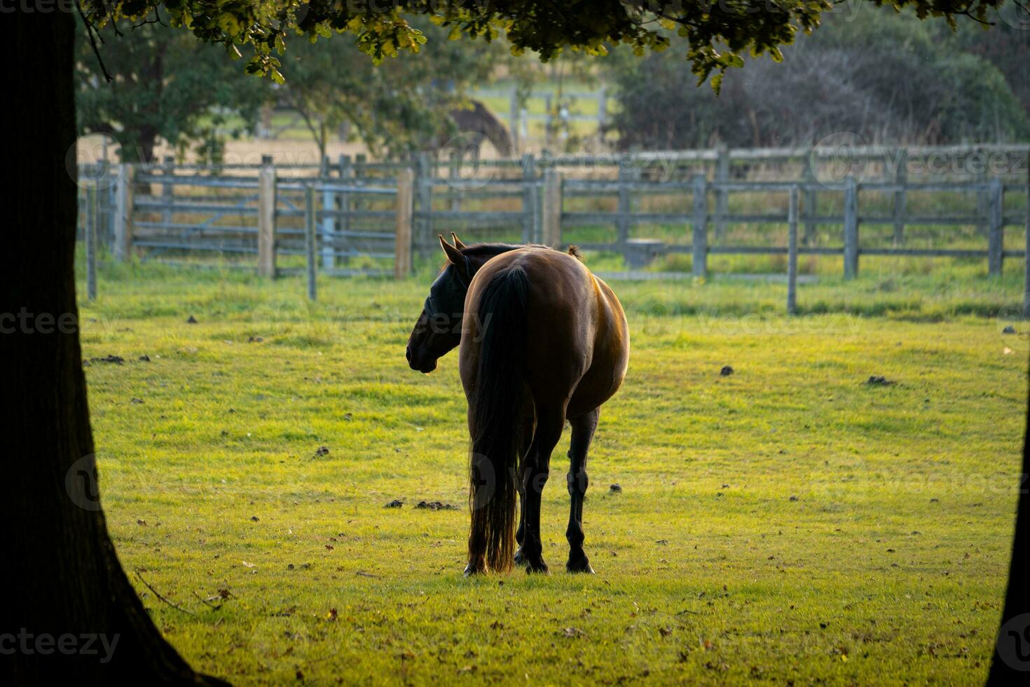 Horses in field at sunset sunrise photo