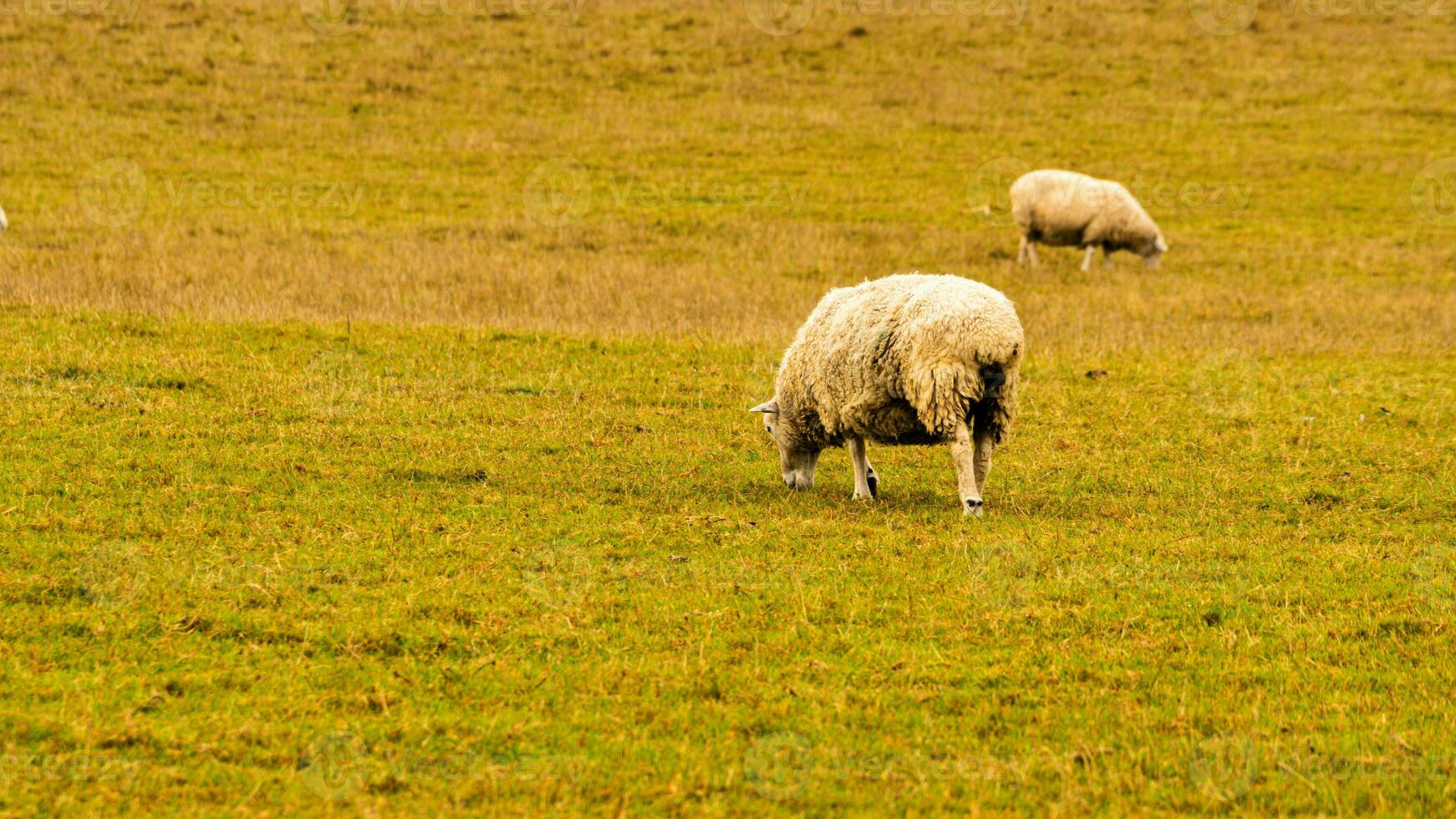 rebaño de lanoso oveja en un campo granja foto