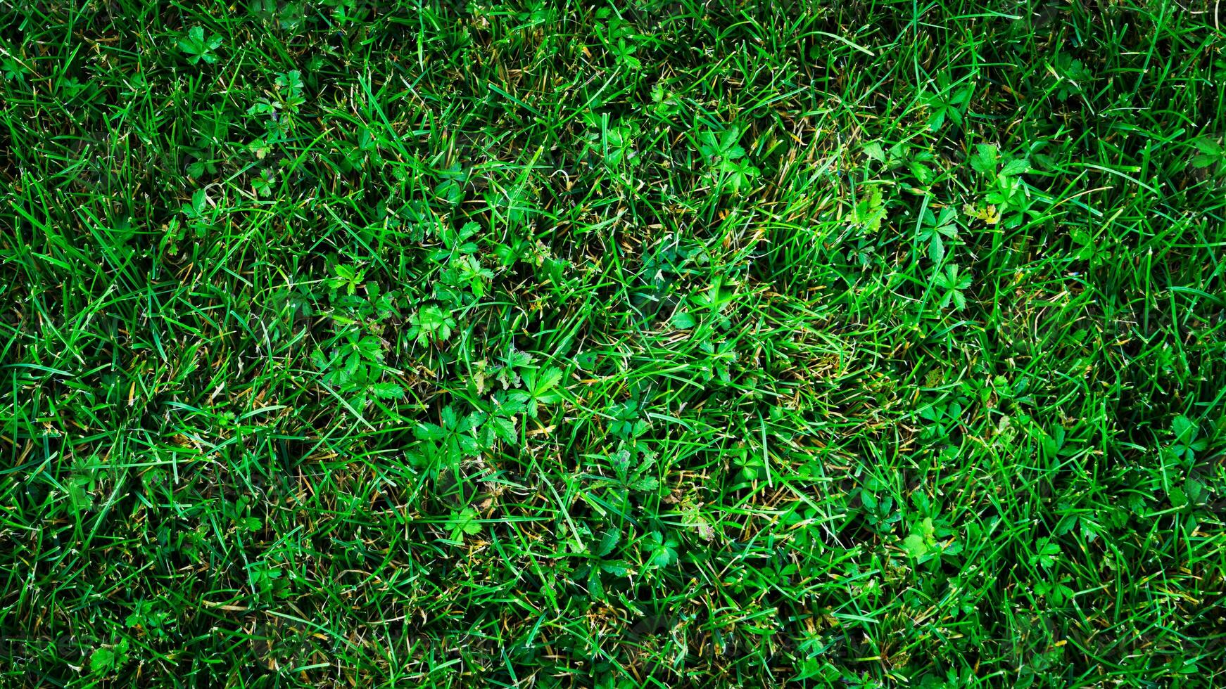 Texture background of green grass photo