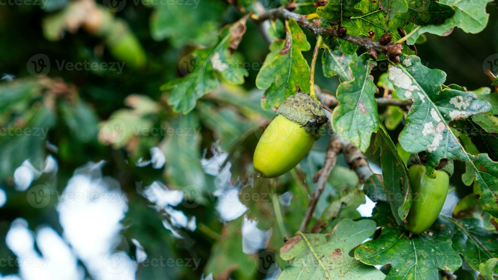 Detailed Macro Shot of European Oak Leaf and Acorn photo