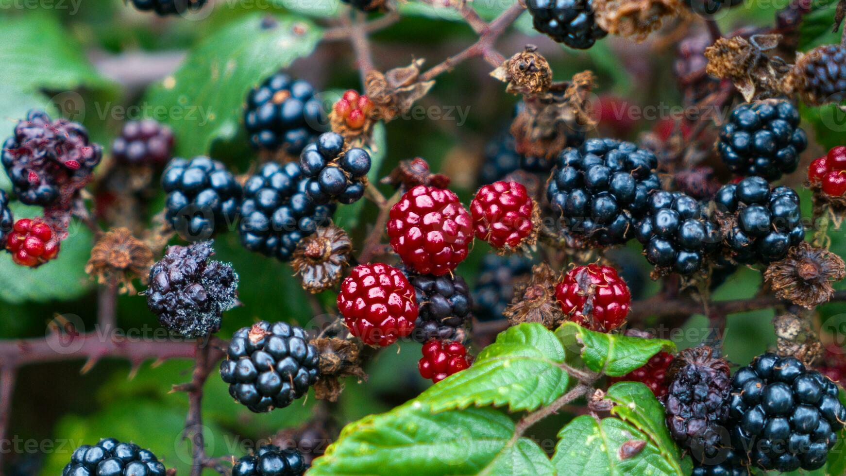 Ripe Blackberries on a Bramble Bush photo