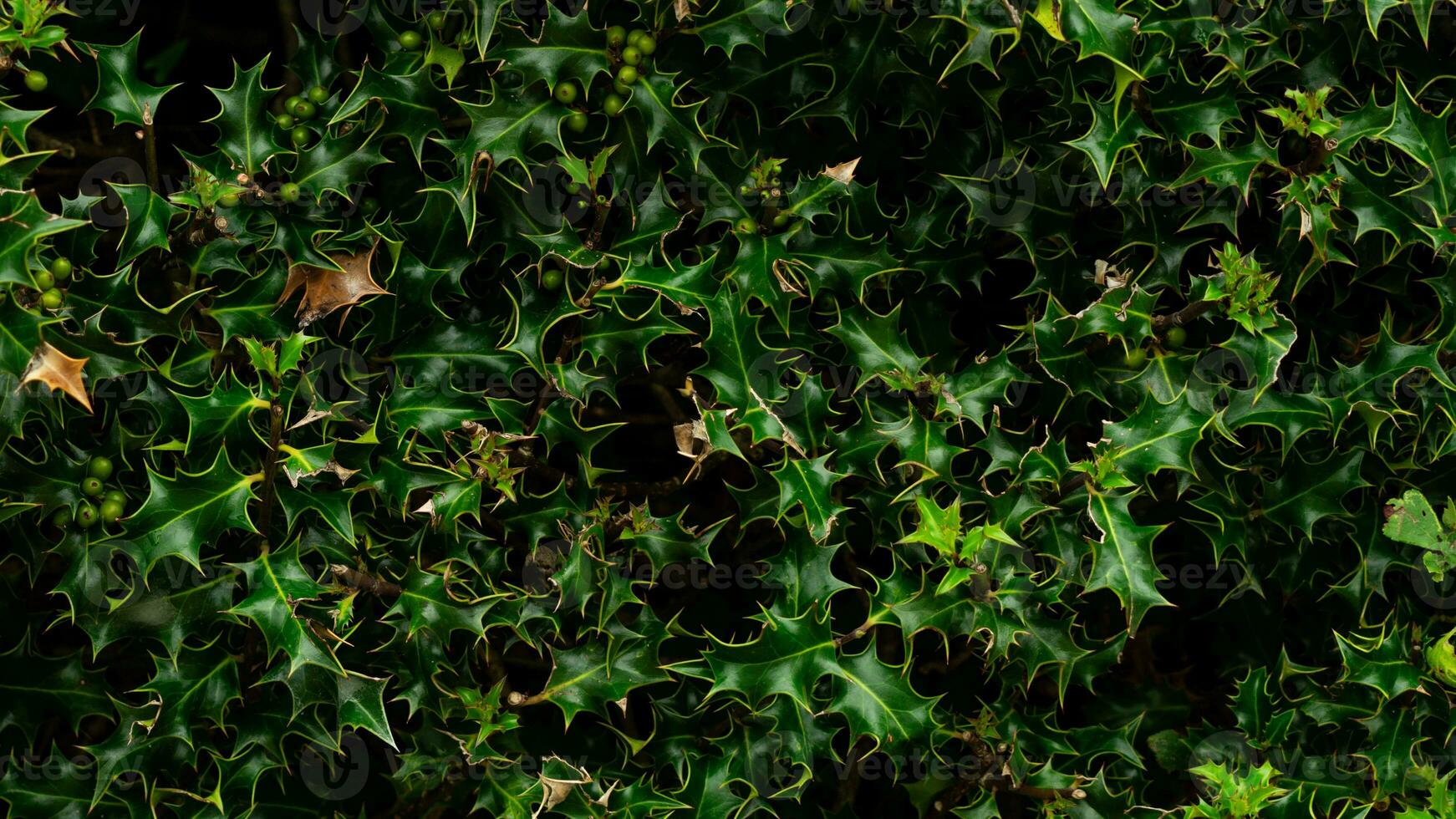 Tropical Jungle Abstract Top View Foliage photo