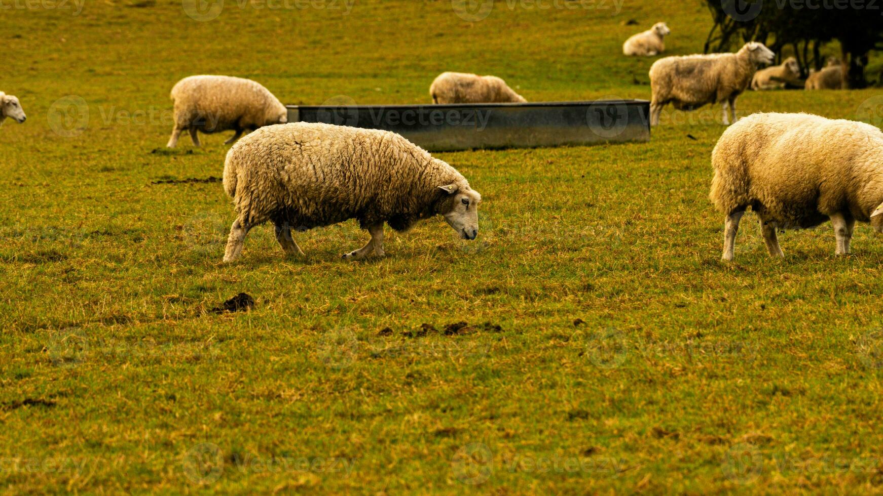 rebaño de lanoso oveja en un campo granja foto