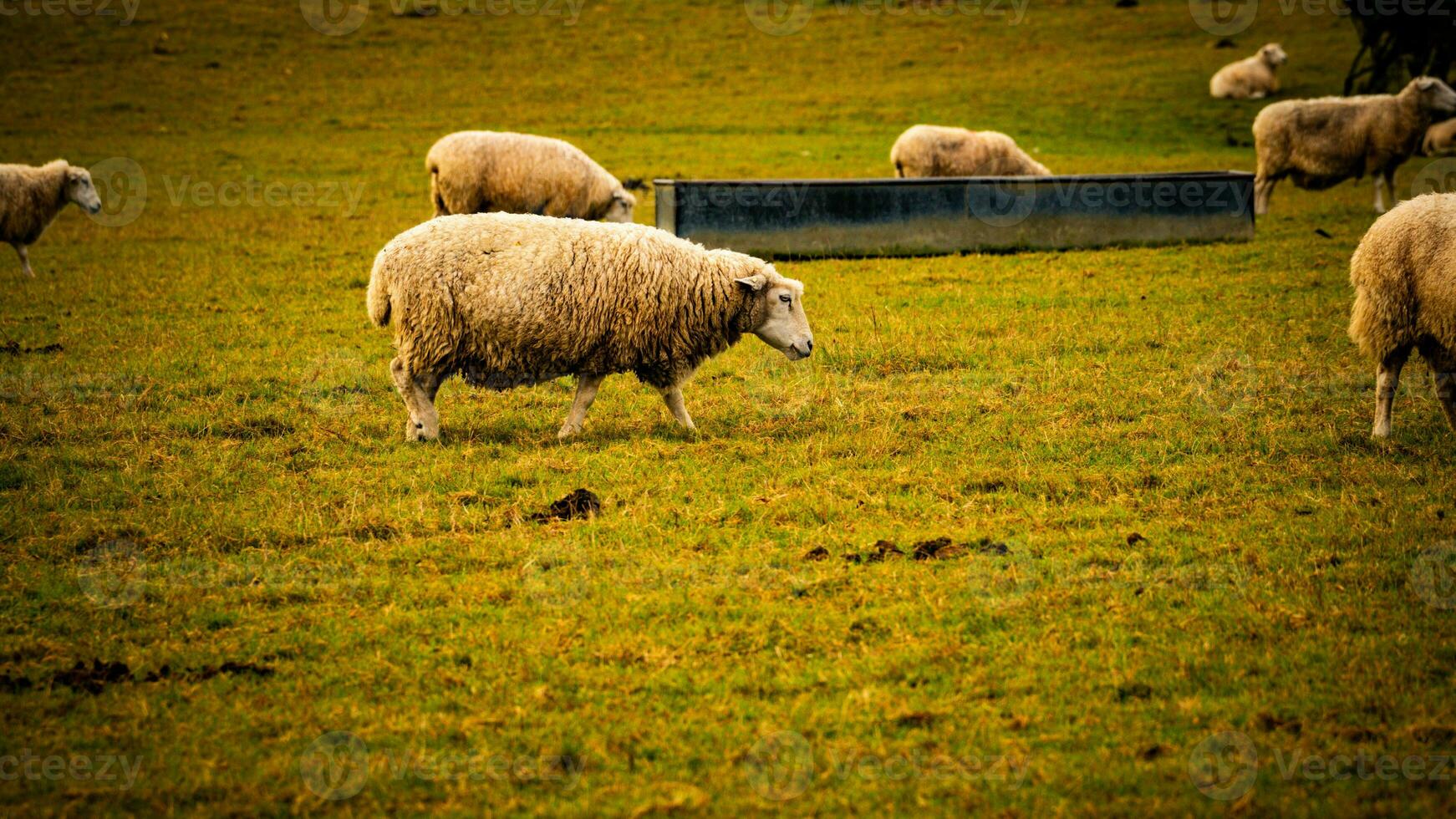 Flock of Woolly Sheep on a Countryside Farm photo