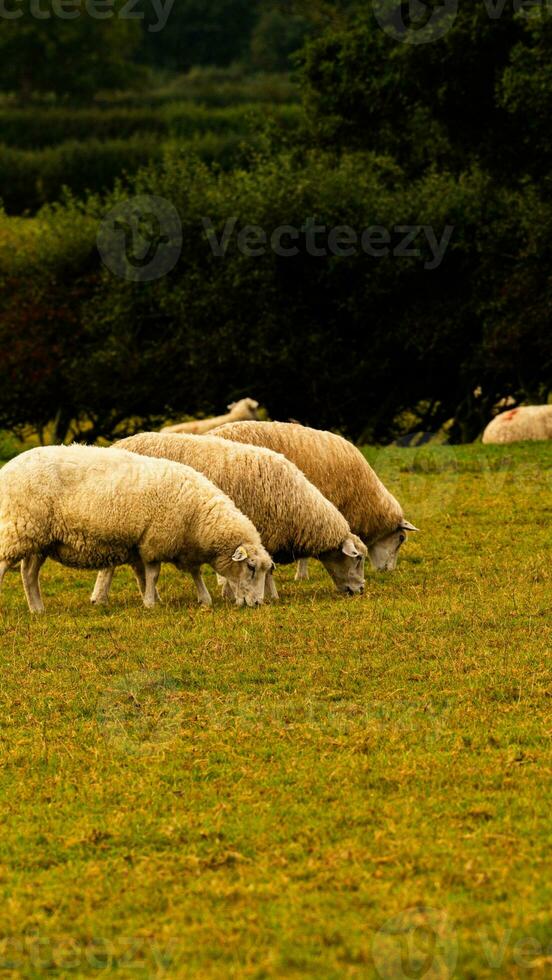 rebaño de lanoso oveja en un campo granja foto