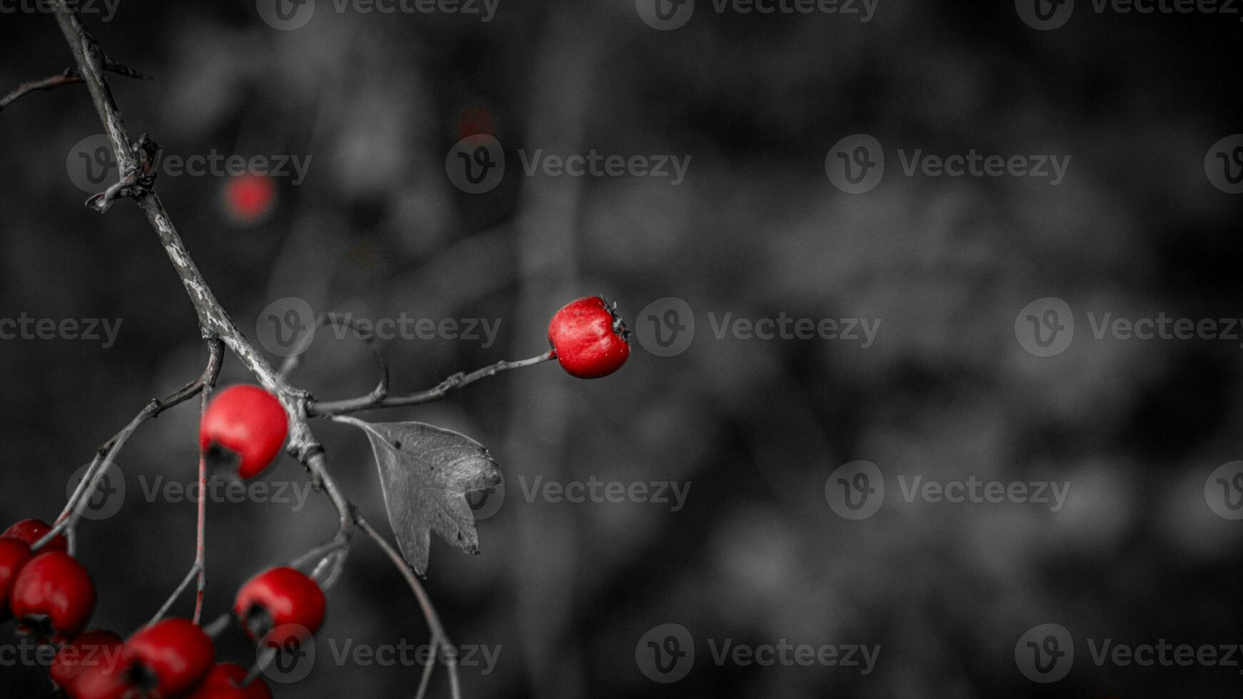 Macro Closeup of Ripe Hawthorn Berries in Autumn photo