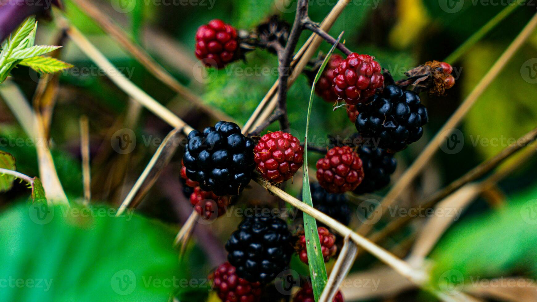 Ripe Blackberries on a Bramble Bush photo