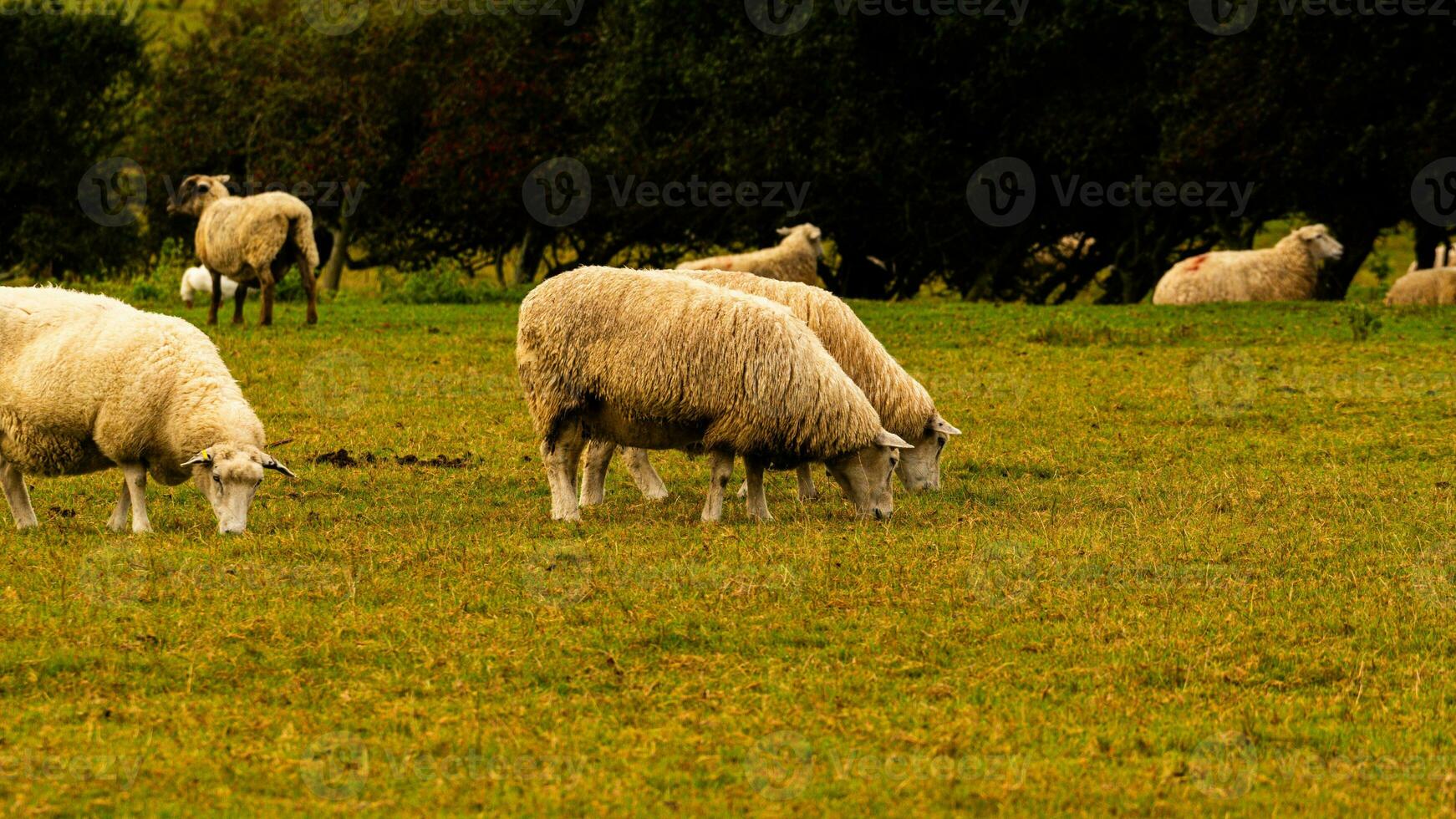 rebaño de lanoso oveja en un campo granja foto