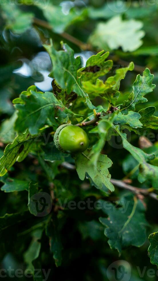 detallado macro Disparo de europeo roble hoja y bellota foto