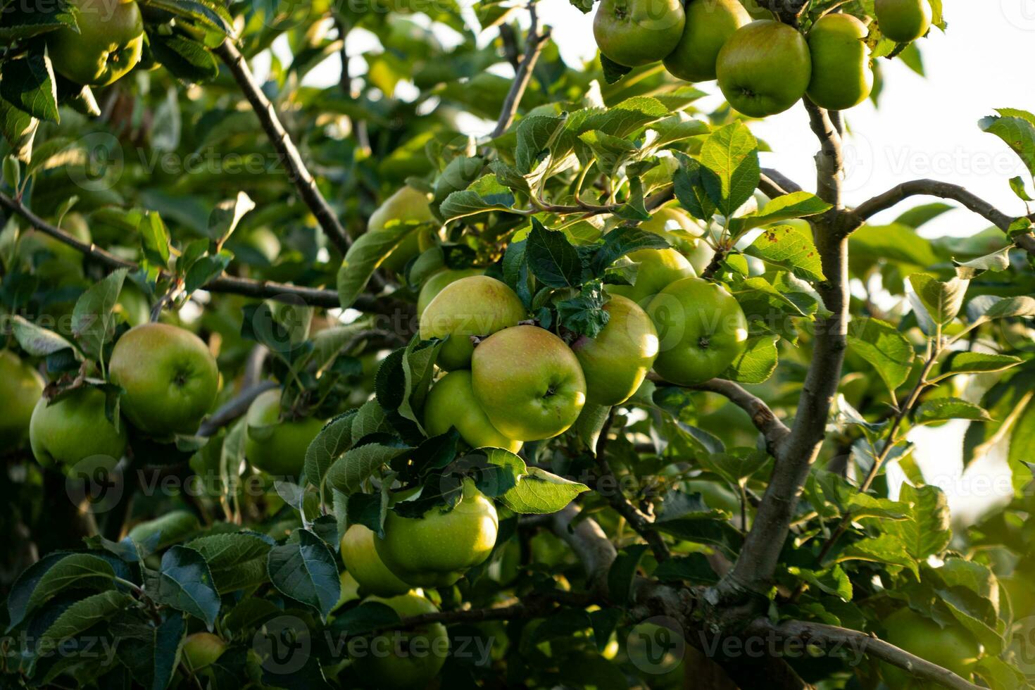 manzanas verdes en la rama de un árbol foto