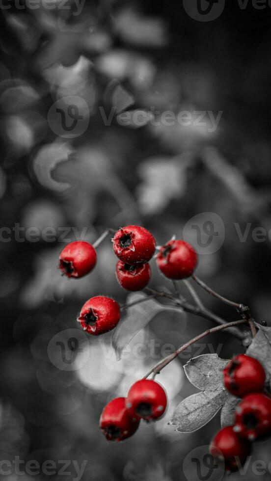 Macro Closeup of Ripe Hawthorn Berries in Autumn photo