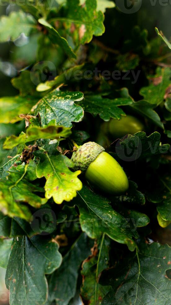 Detailed Macro Shot of European Oak Leaf and Acorn photo