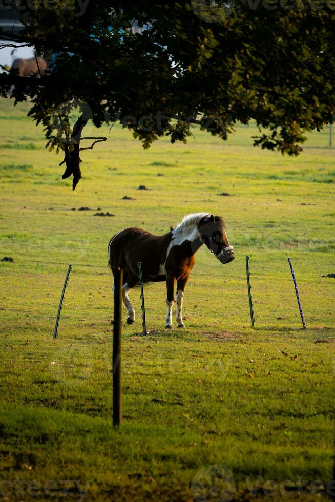 Horses in field at sunset sunrise photo