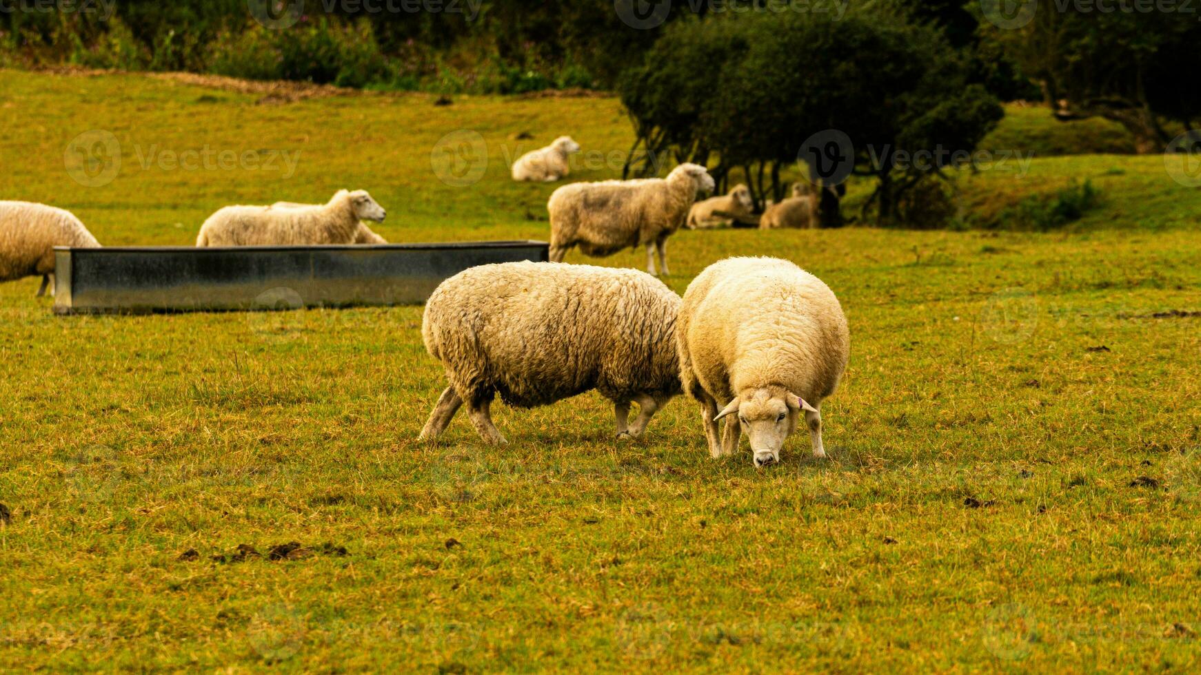 Flock of Woolly Sheep on a Countryside Farm photo