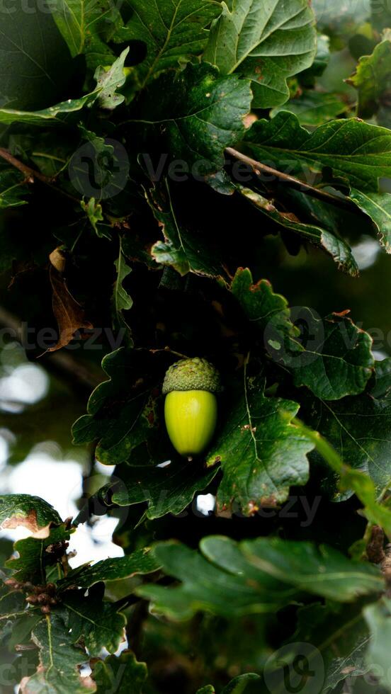 Detailed Macro Shot of European Oak Leaf and Acorn photo