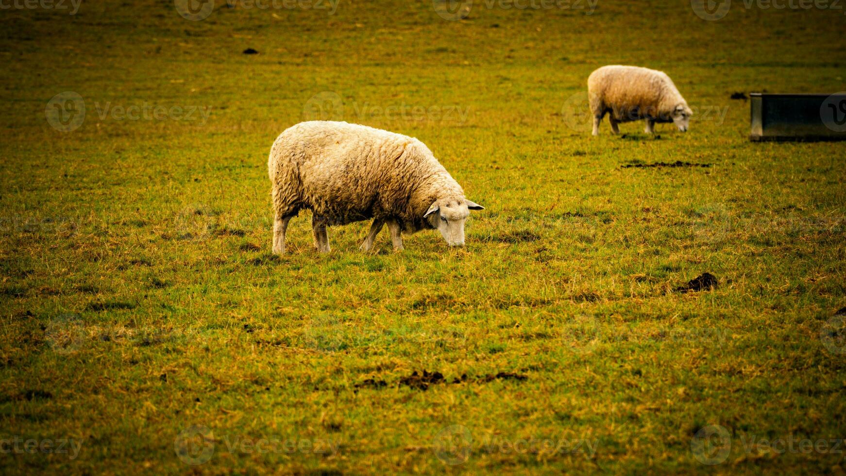 Flock of Woolly Sheep on a Countryside Farm photo