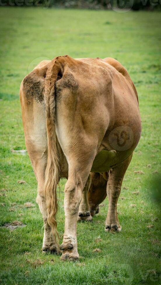 Rural Meadow Grazing Brown Cattle in Green Pasture photo