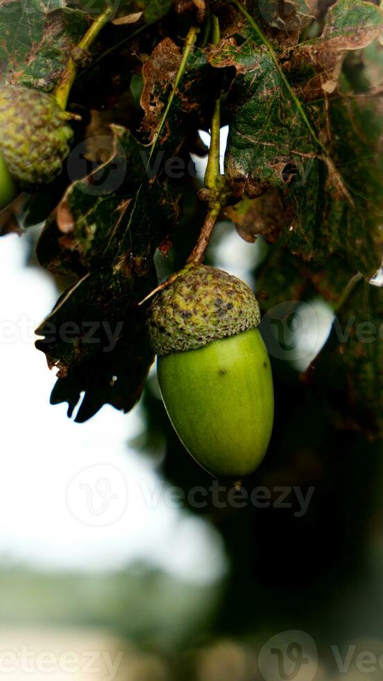 detallado macro Disparo de europeo roble hoja y bellota foto