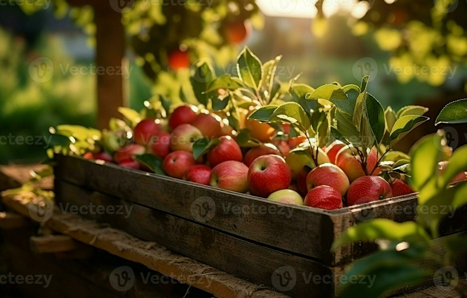 Shots In the garden, there is an apple crate. An unidentified man approaches the fruit box. Harvesting in an orchard on a lovely fall day. Hands of a fruit-grower outside in the sun. AI Generative photo