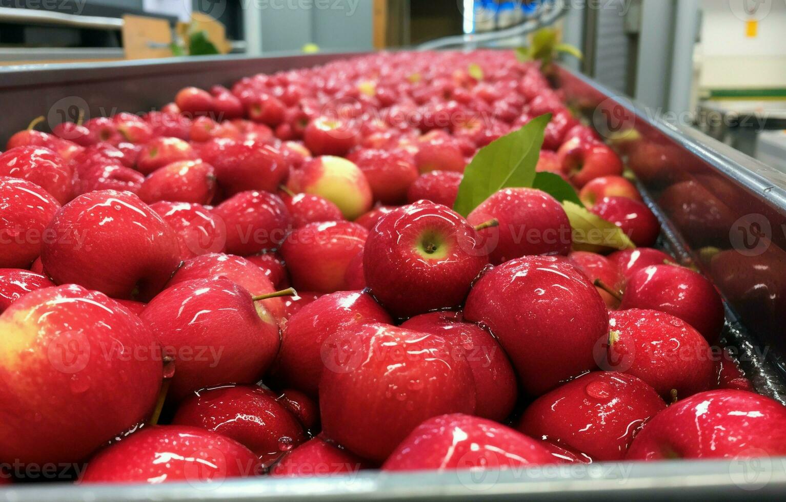 A close-up of newly picked red Fiji apples being washed and transported up a conveyor belt in a Tasmanian apple packing shed before being graded and packaged. AI Generative. photo