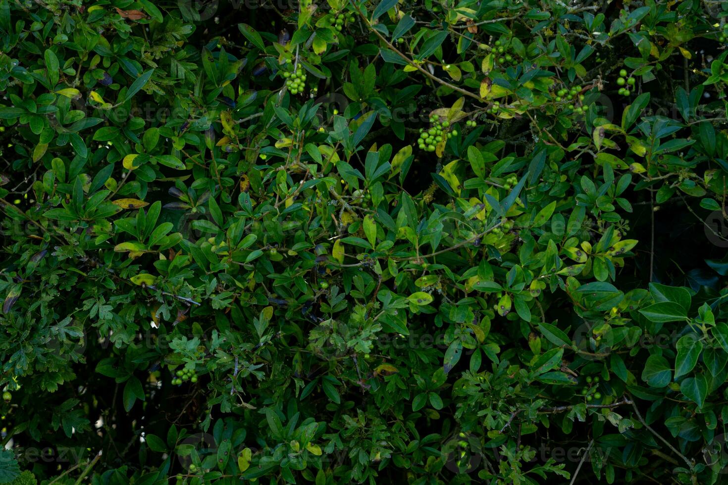 texture background of bush with branch photo