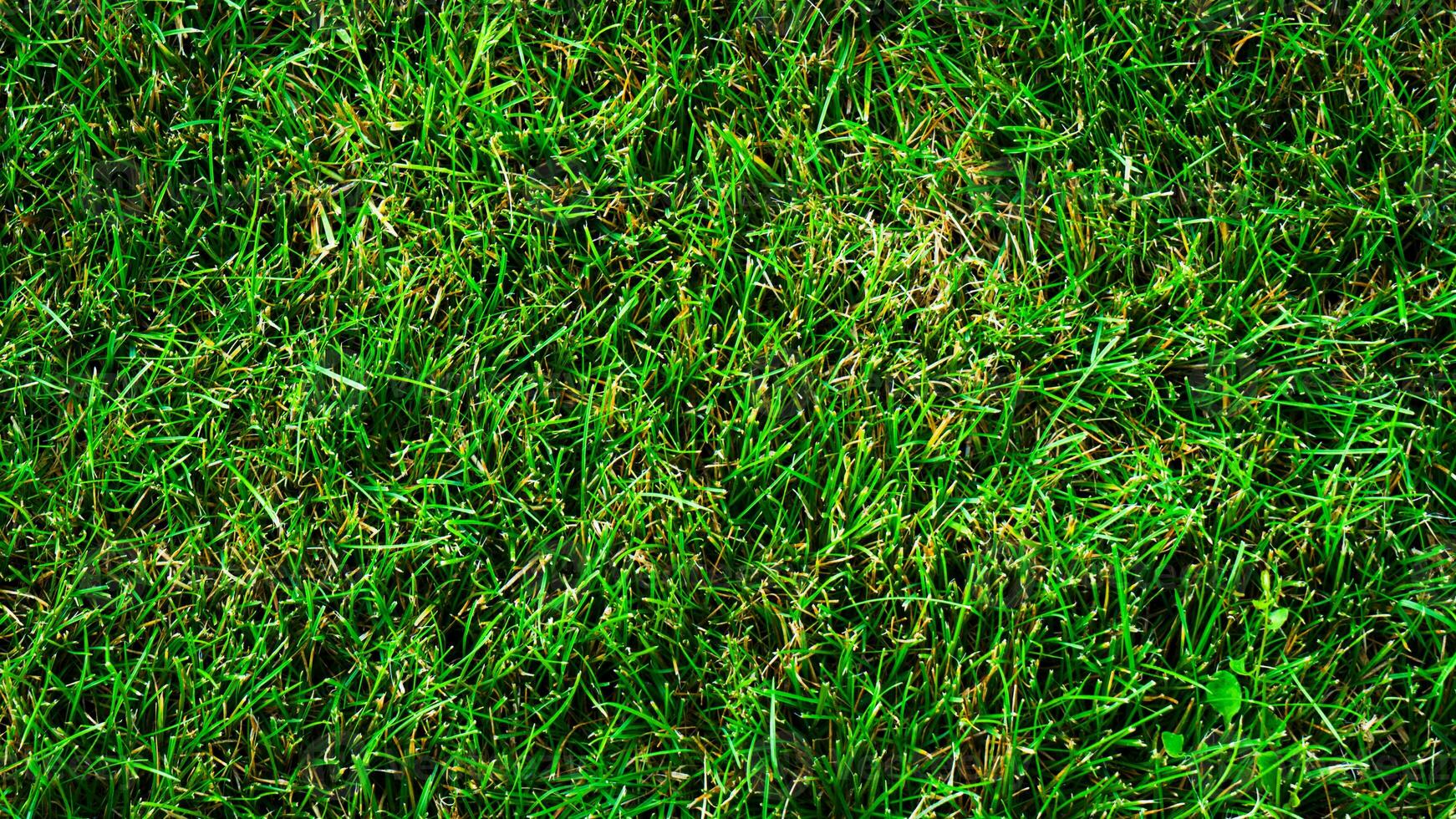 Texture background of green grass photo