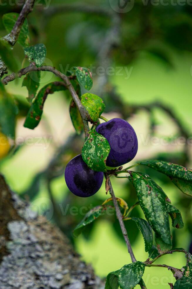 púrpura azul ciruelas en árbol rama foto
