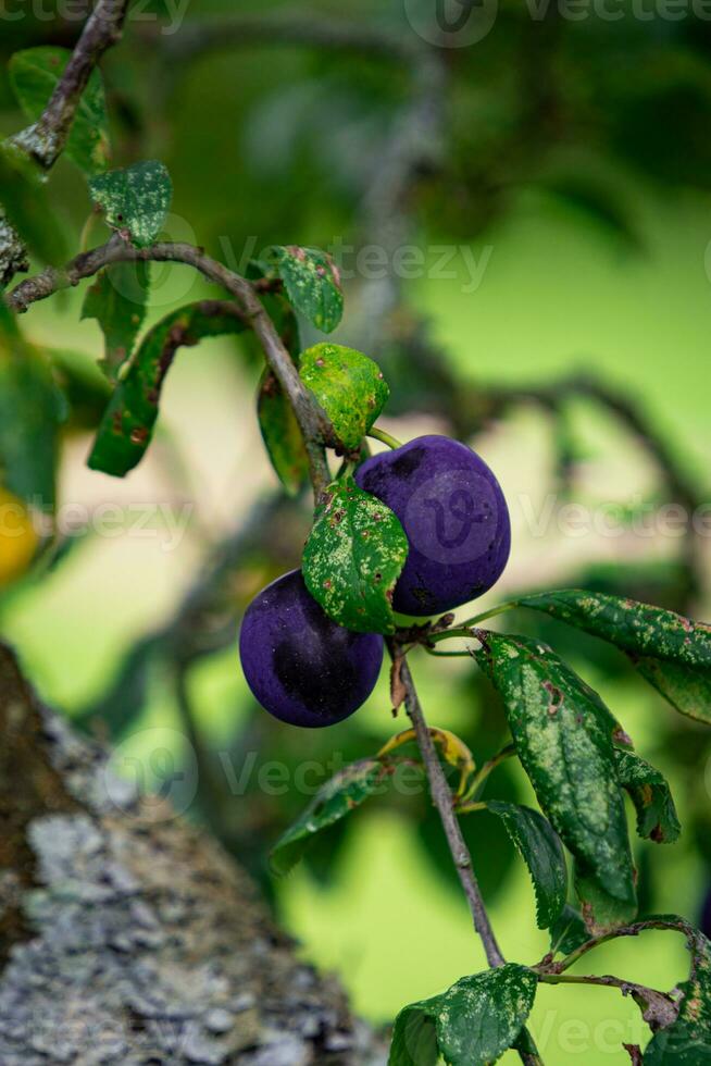 Purple Blue plums on tree branch photo