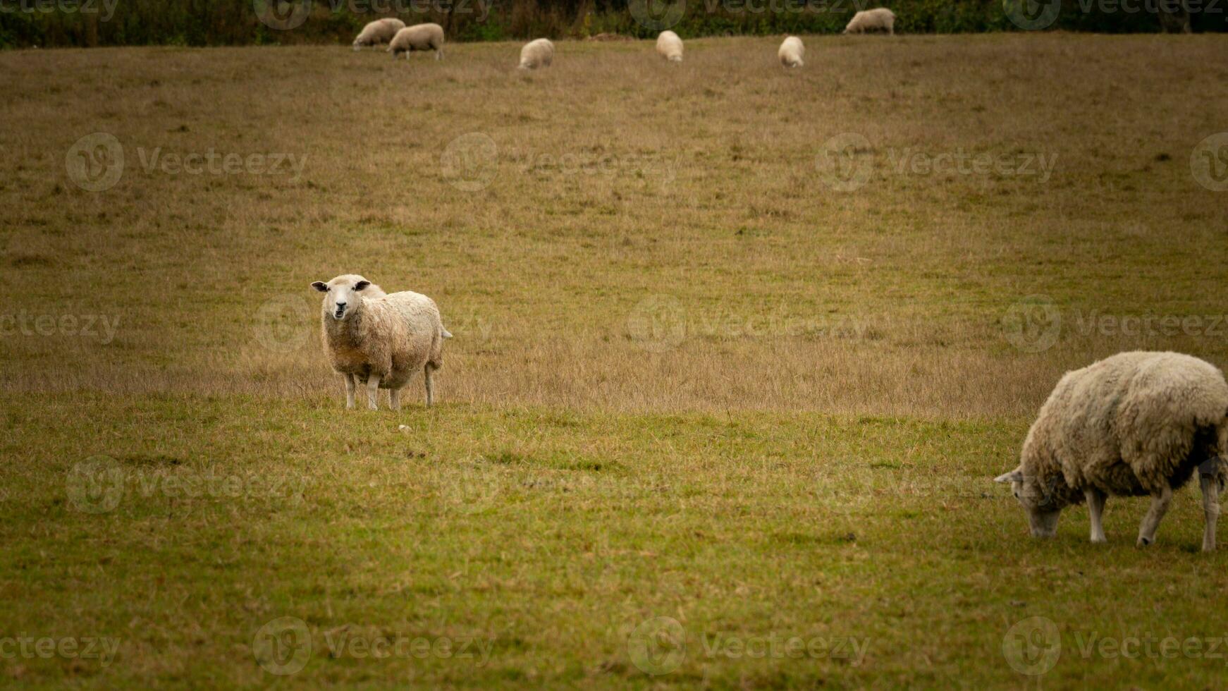 rebaño de lanoso oveja en un campo granja foto