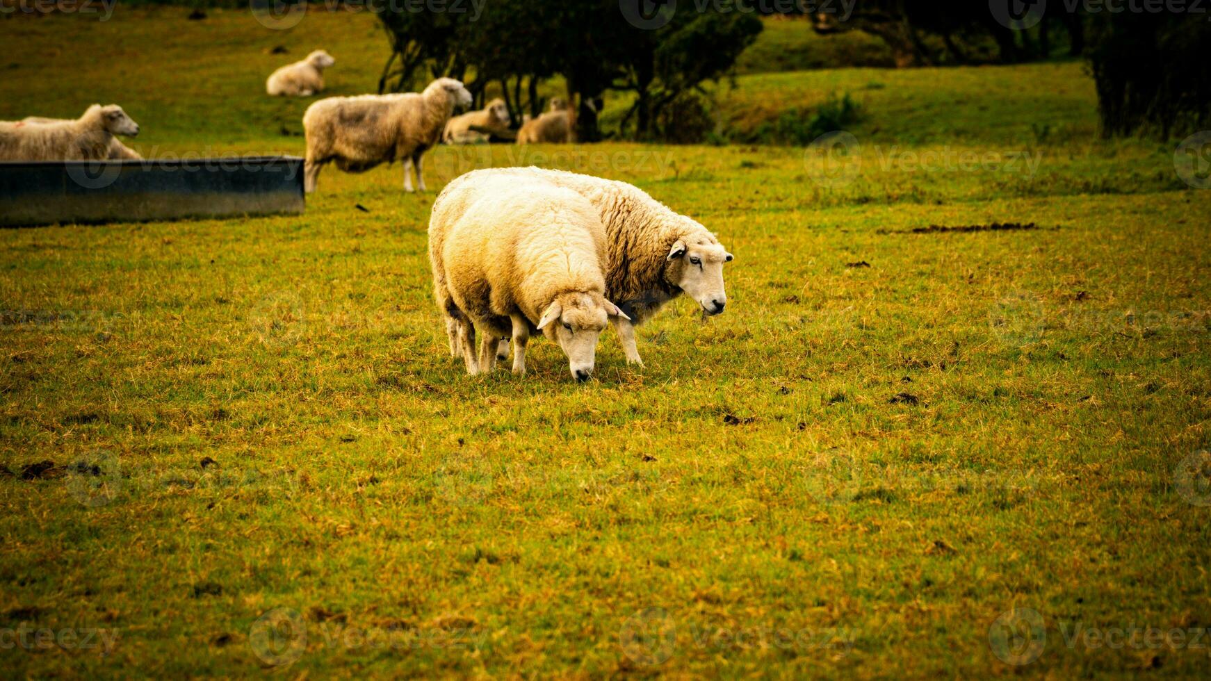 rebaño de lanoso oveja en un campo granja foto