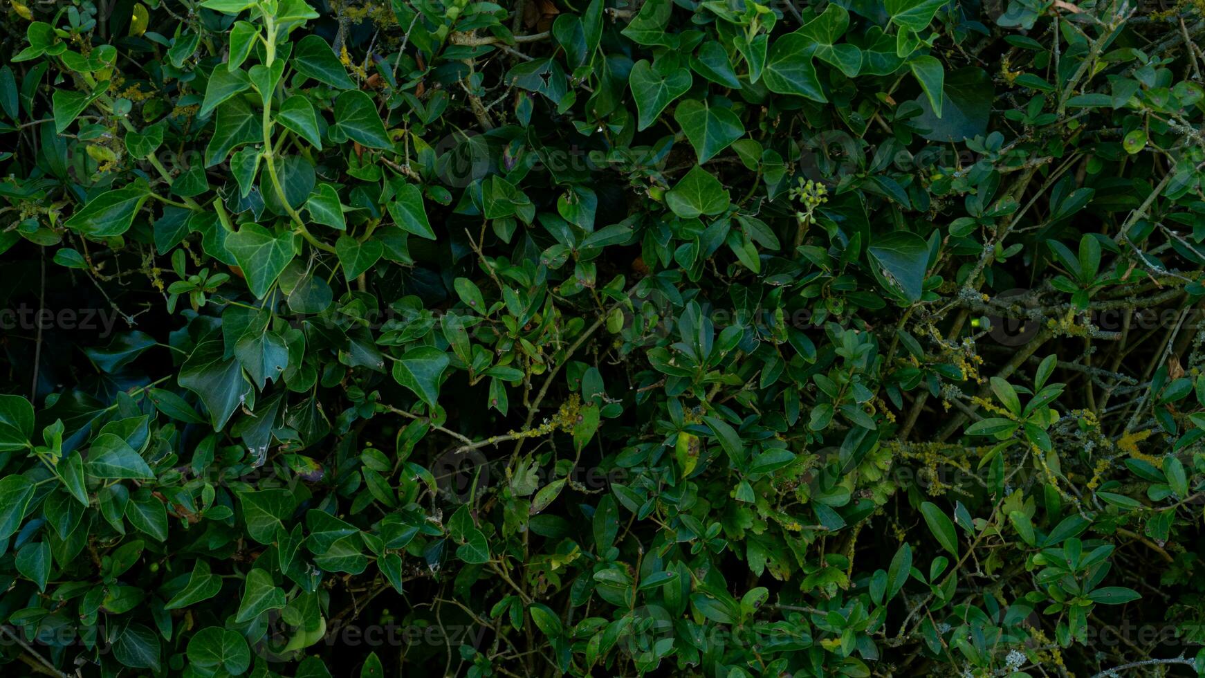 textura antecedentes de arbusto con rama foto