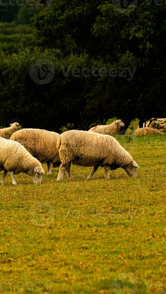 rebaño de lanoso oveja en un campo granja foto