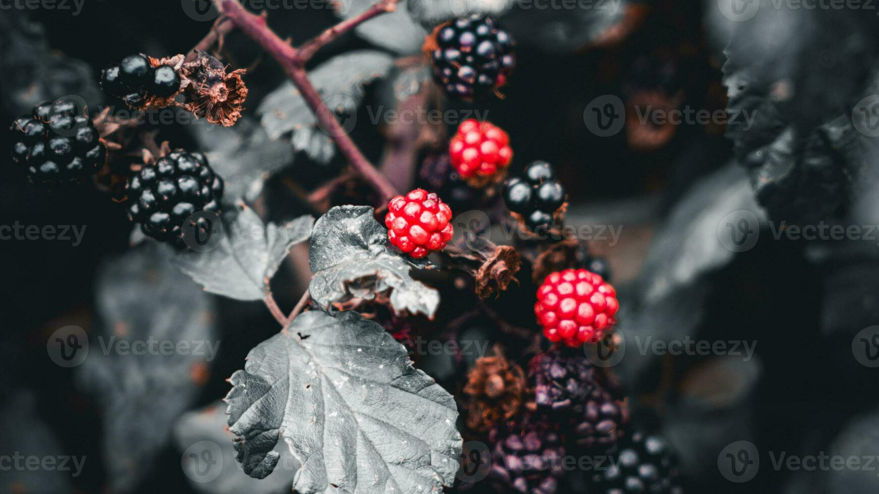 Ripe Blackberries on a Bramble Bush photo