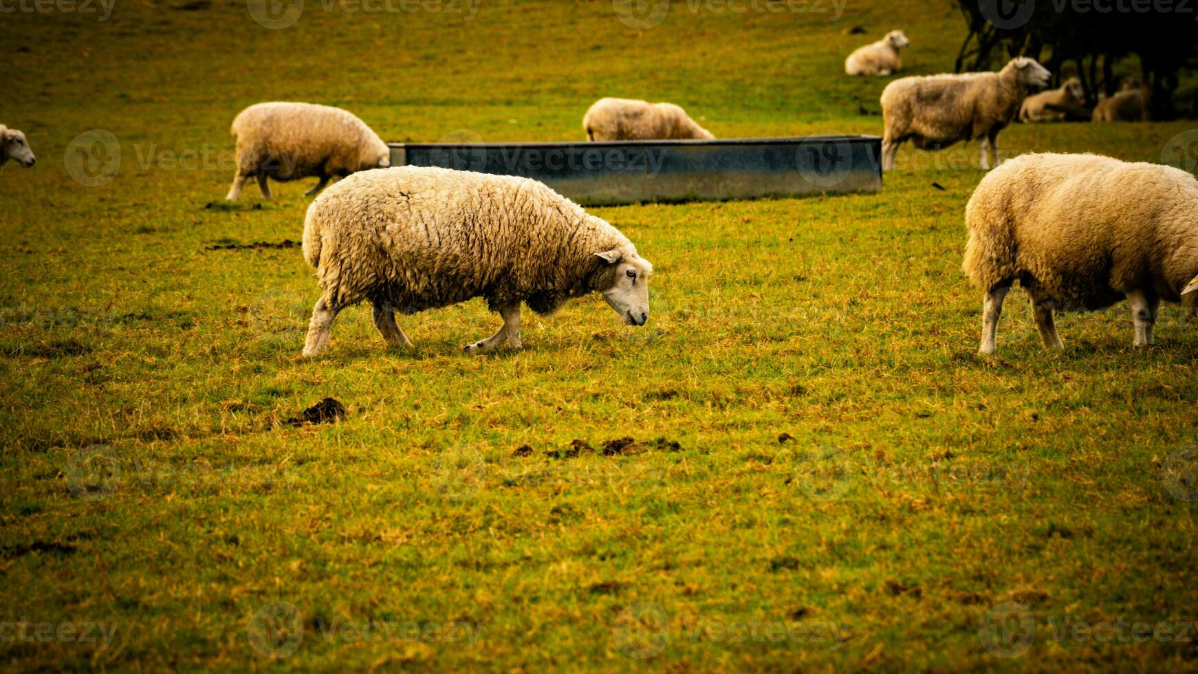 rebaño de lanoso oveja en un campo granja foto