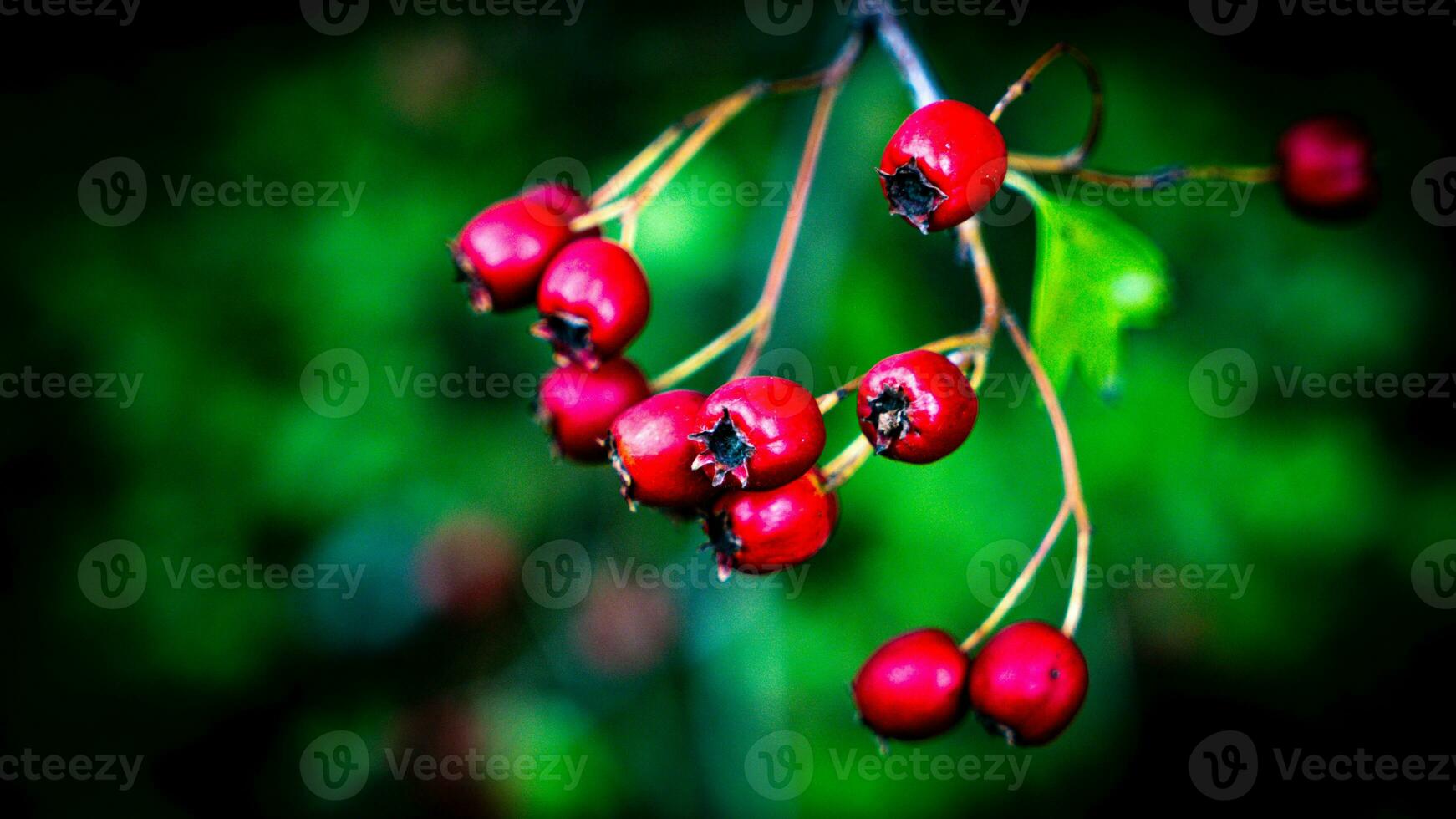 Macro Closeup of Ripe Hawthorn Berries in Autumn photo