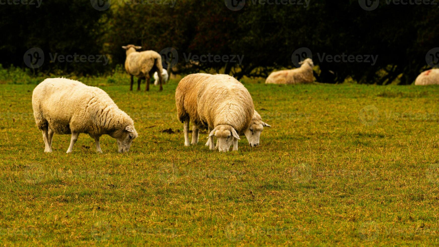 rebaño de lanoso oveja en un campo granja foto