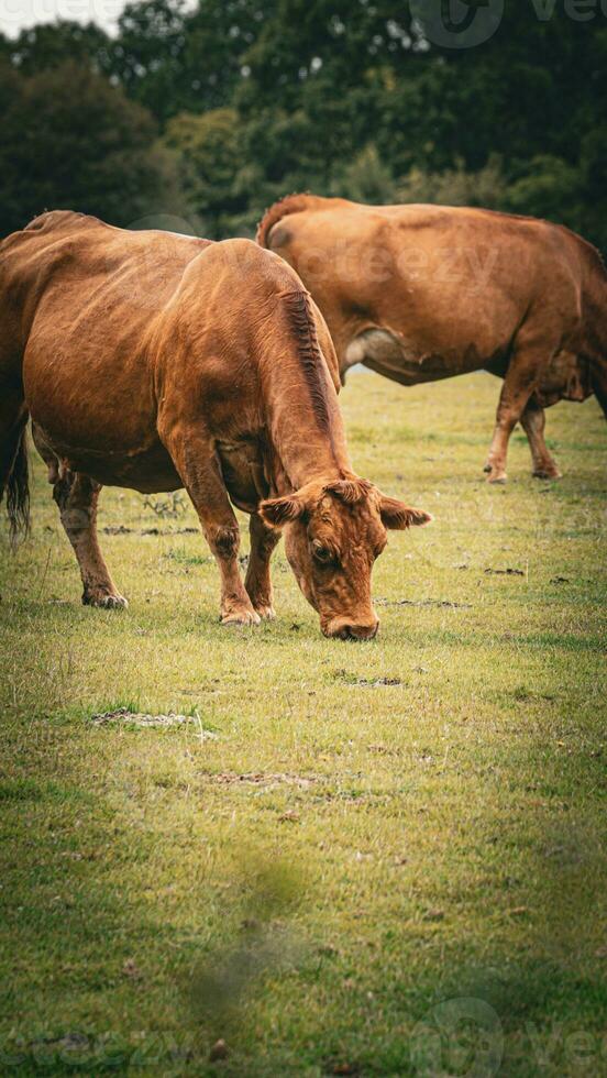 Rural Meadow Grazing Brown Cattle in Green Pasture photo