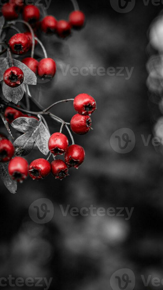 Macro Closeup of Ripe Hawthorn Berries in Autumn photo