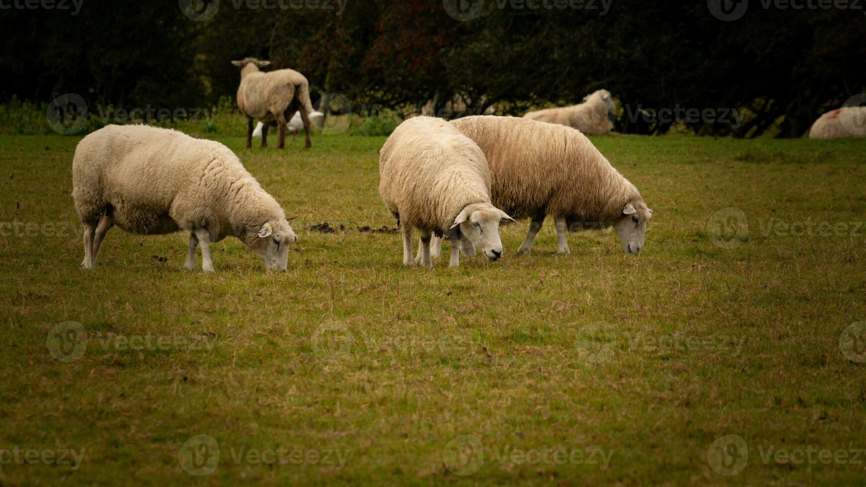 Flock of Woolly Sheep on a Countryside Farm photo