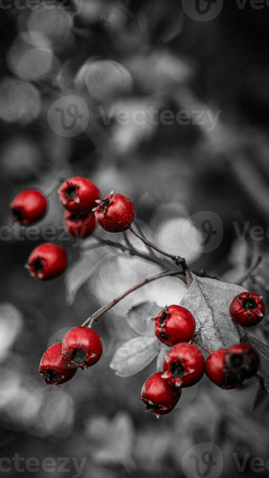 Macro Closeup of Ripe Hawthorn Berries in Autumn photo