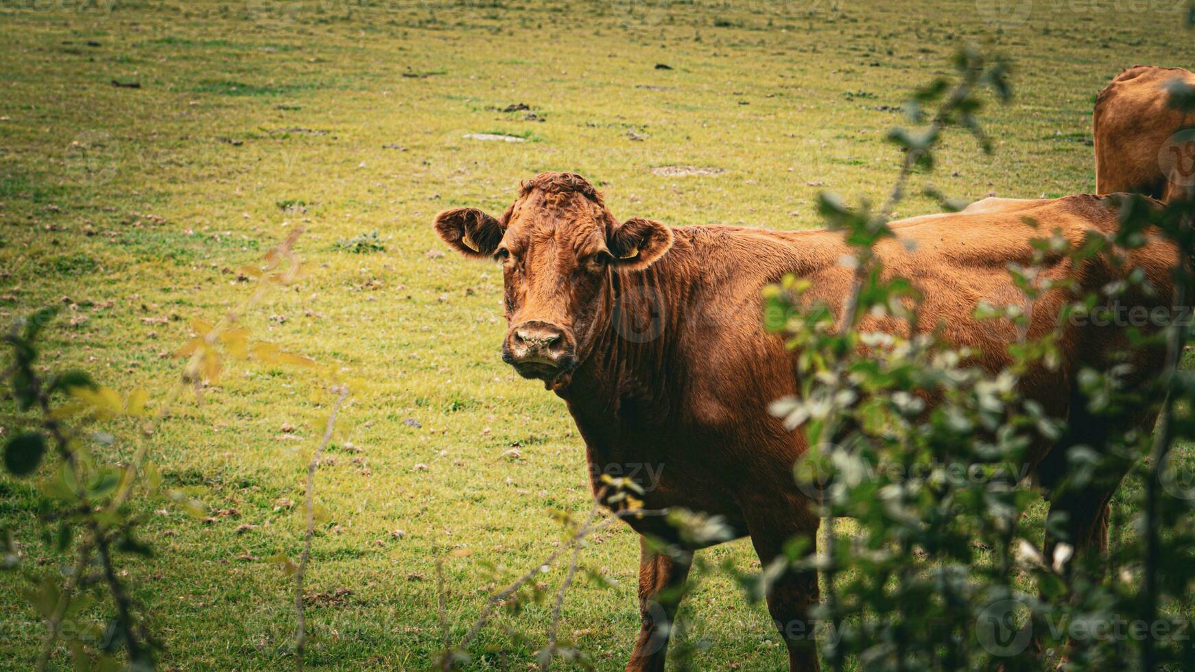 Rural Meadow Grazing Brown Cattle in Green Pasture photo