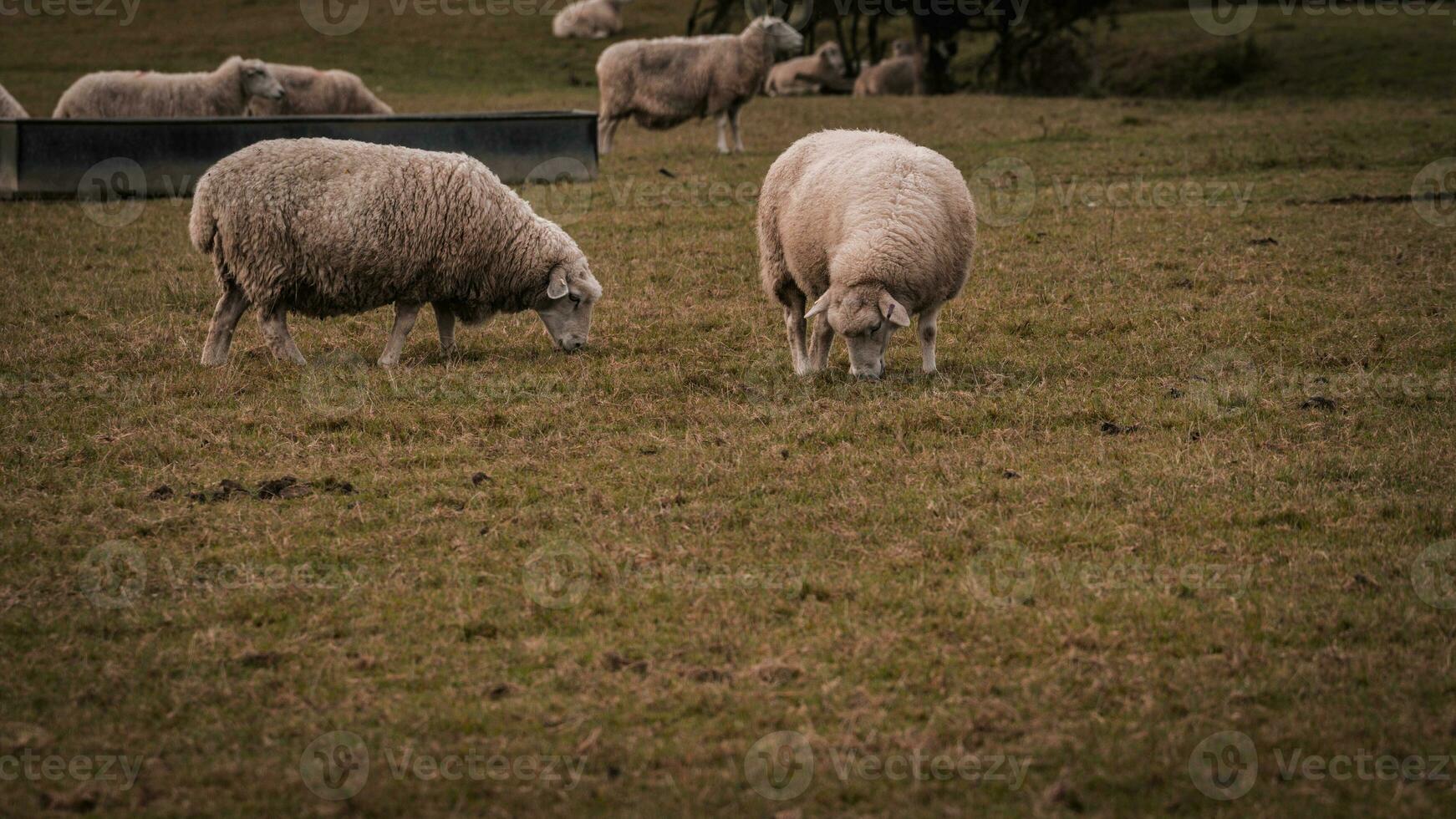 rebaño de lanoso oveja en un campo granja foto