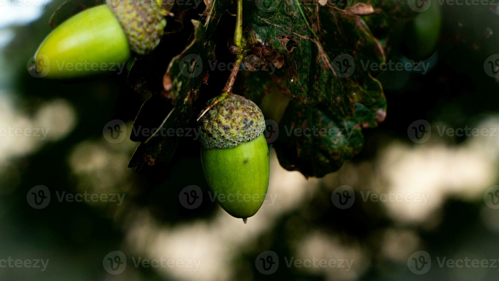 Detailed Macro Shot of European Oak Leaf and Acorn photo