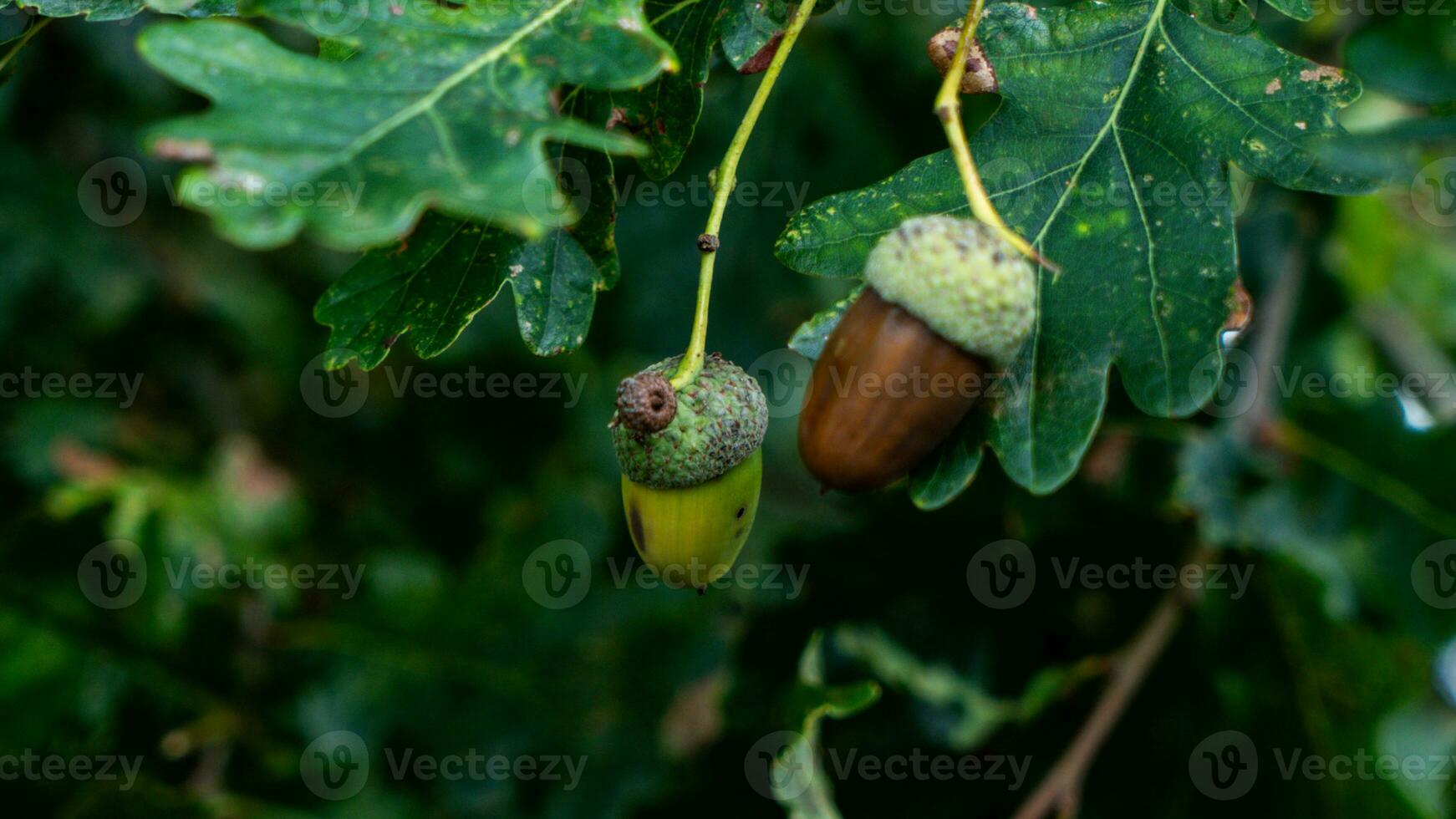 Detailed Macro Shot of European Oak Leaf and Acorn photo