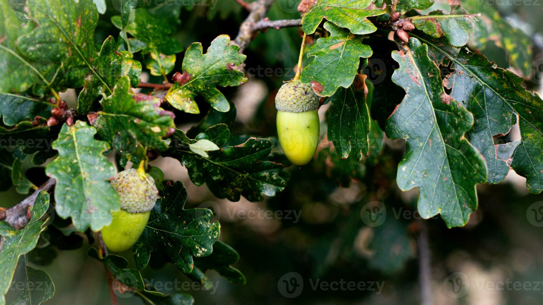 Detailed Macro Shot of European Oak Leaf and Acorn photo