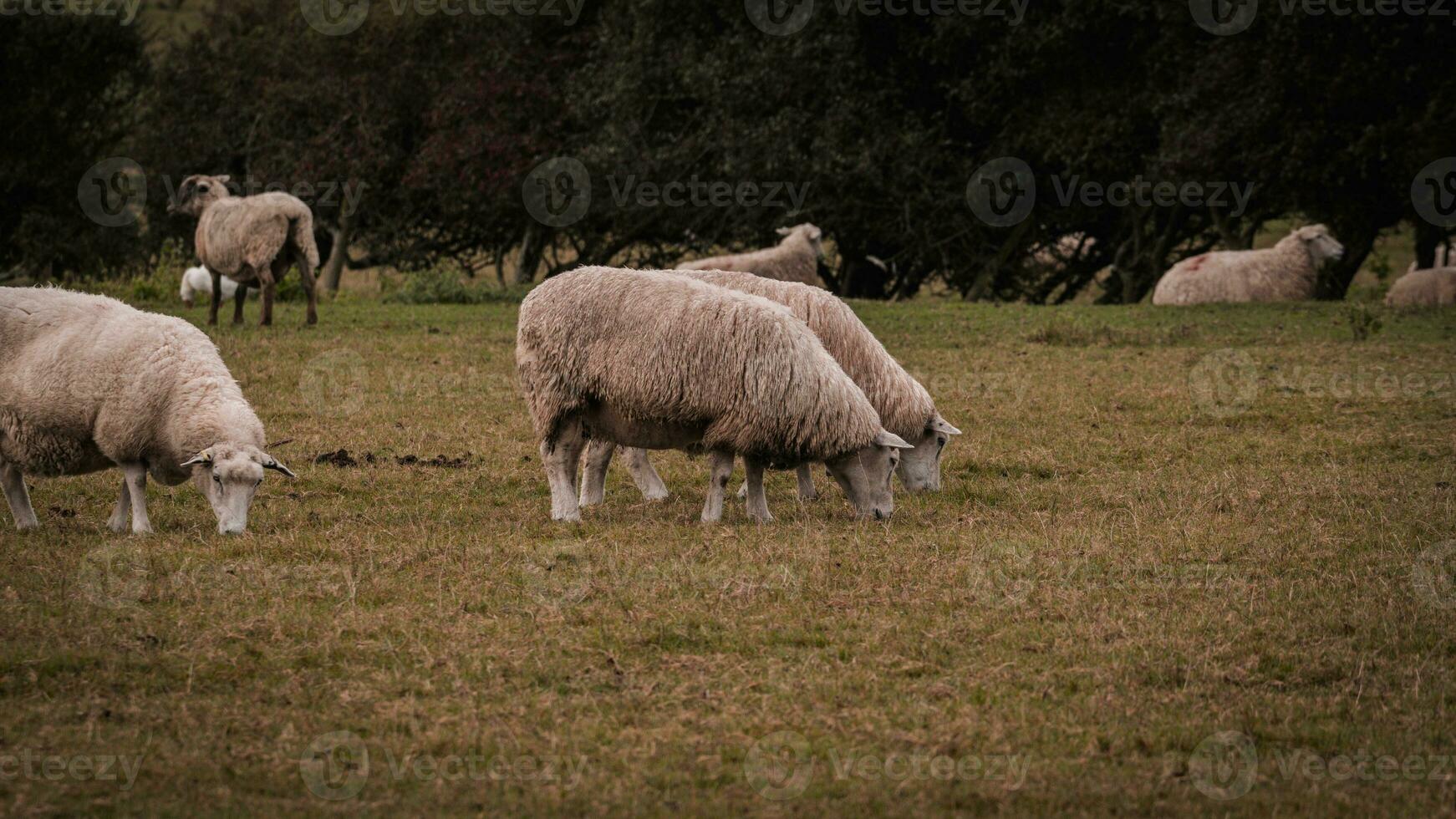 rebaño de lanoso oveja en un campo granja foto
